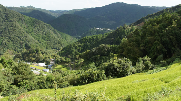 写真：山の中に斜面を利用した田畑が青々と連なる風景