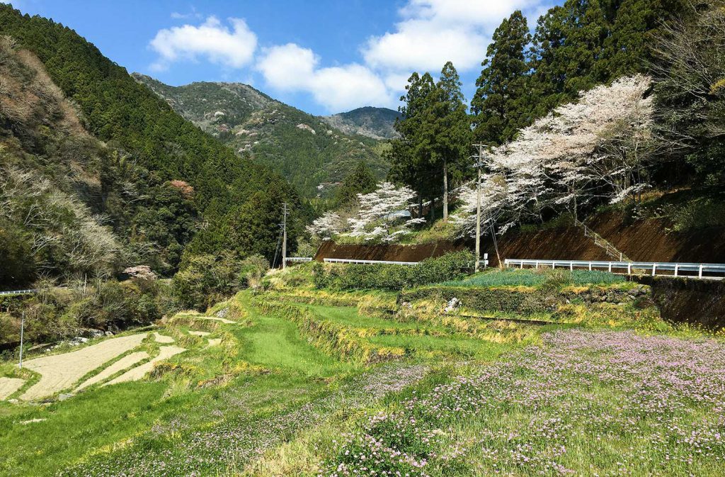 写真：春の土佐山の田園風景。桜や蓮華が咲いている
